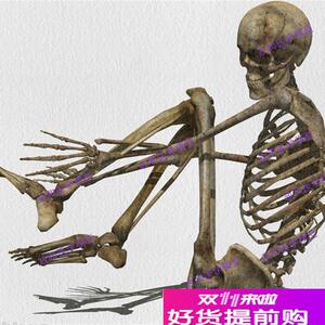 高度逼真美术医用艺用超标s准的170cm人体大骨骼模型骷髅骨架标本