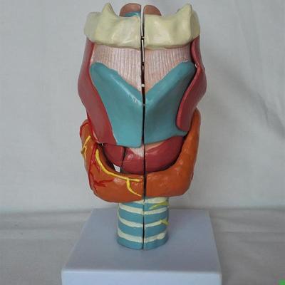 包邮人体喉放大解剖模型B(7件)器官解剖医用教学