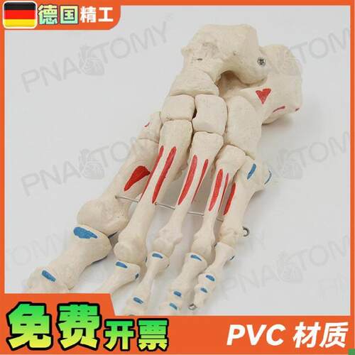 德国】人体足f骨脚骨模型仿真脚趾关节骨骼脚掌部骨骼肌肉着色活