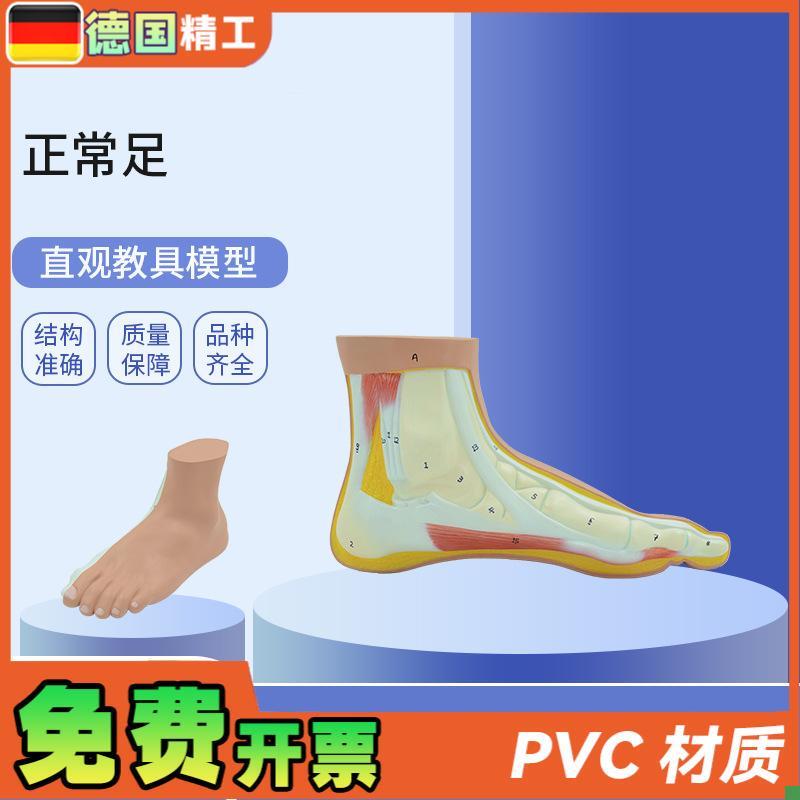 德国】PNT-0729正常足教学C模型正常足部模型仿真脚模型韧带展