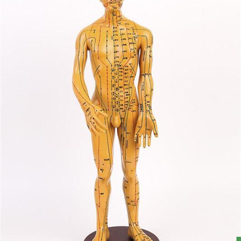 高清款针a灸穴位模型中医人体经络男模铜人针灸人模医用全身60CM