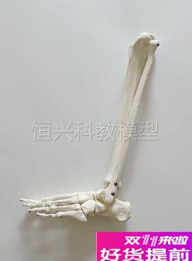 胫腓骨带脚骨模型小腿骨仿真u1比1大腿骨医用骨科解剖塑胶骨头促