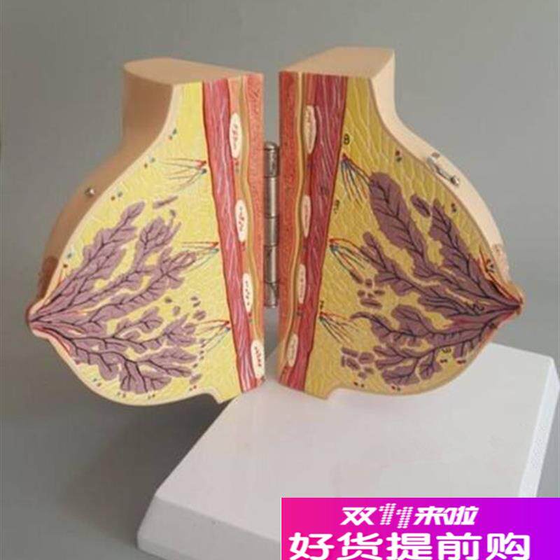 哺乳期女性乳房解剖模型人体胸部模具剖L面结构妇科示教教学标本