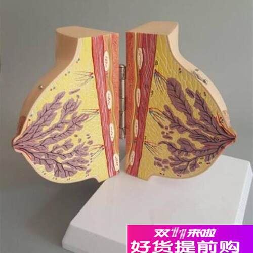 哺乳期女性乳房解剖模型人体胸部模具剖L面结构妇科示教教学标本