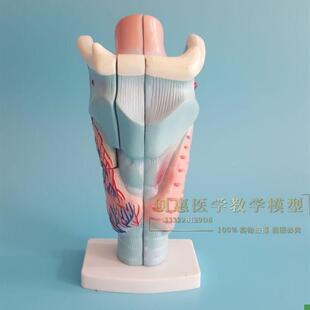 喉解剖模型喉头喉部发音结构功能放E大耳鼻喉科教学模型医学包邮