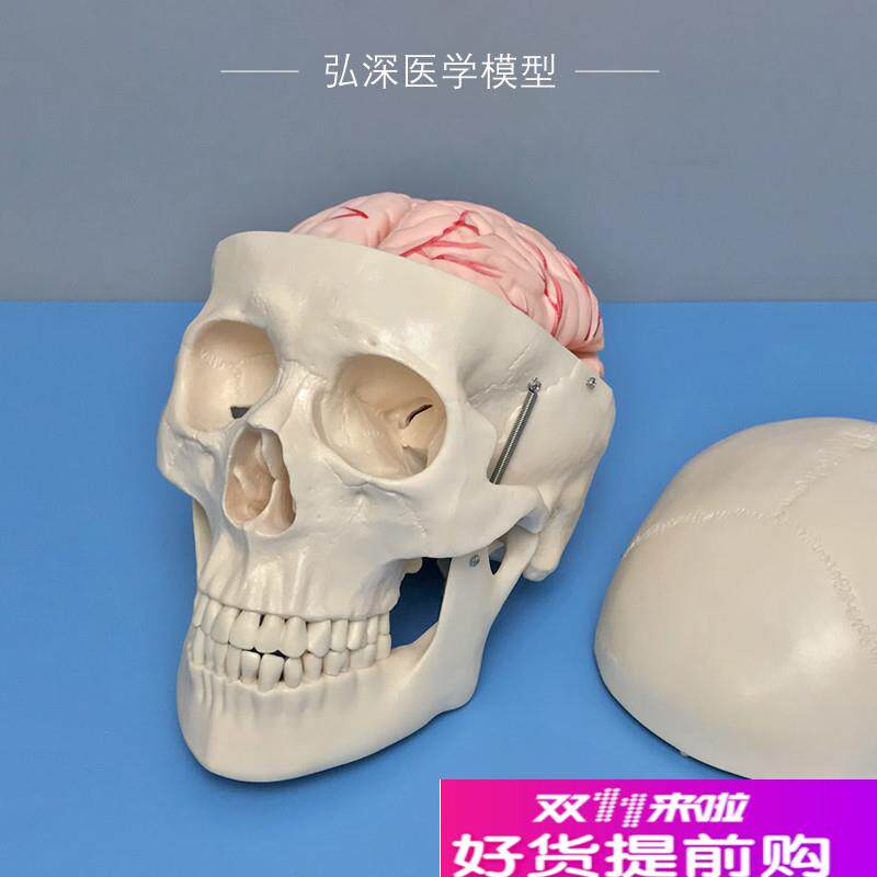人体头颅骨模型附带大脑动脉血管骷D髅头骨骼解剖结构可拆8块教学