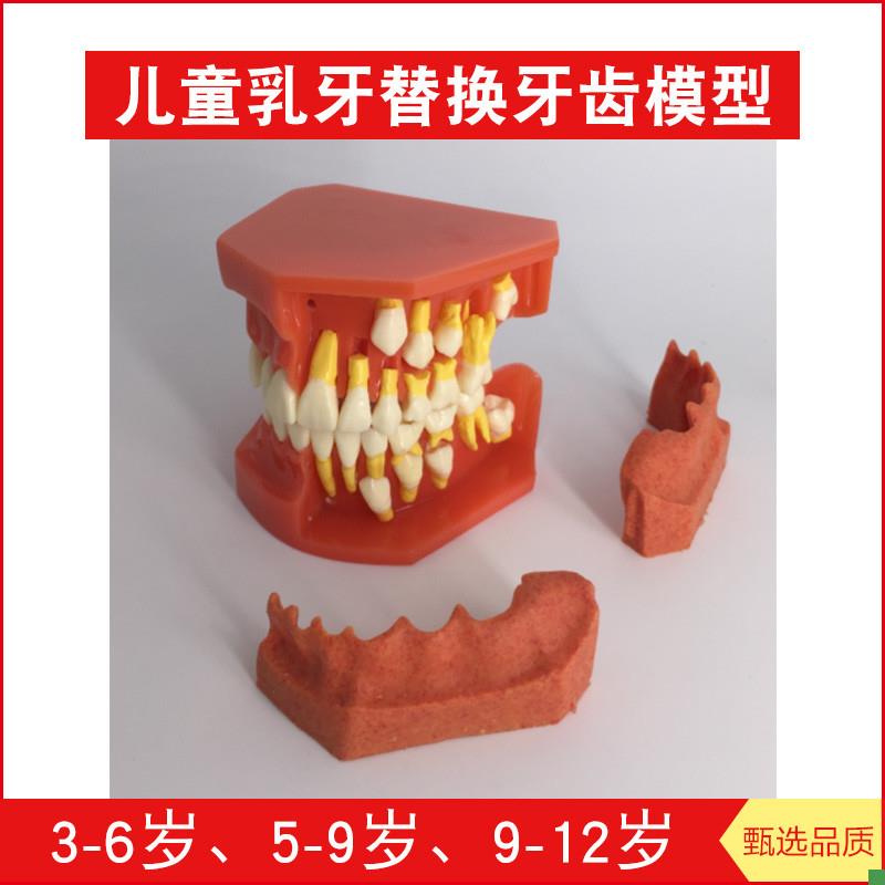 儿童乳牙替换牙齿模型口腔模型乳恒牙交替R展示模型牙科模型