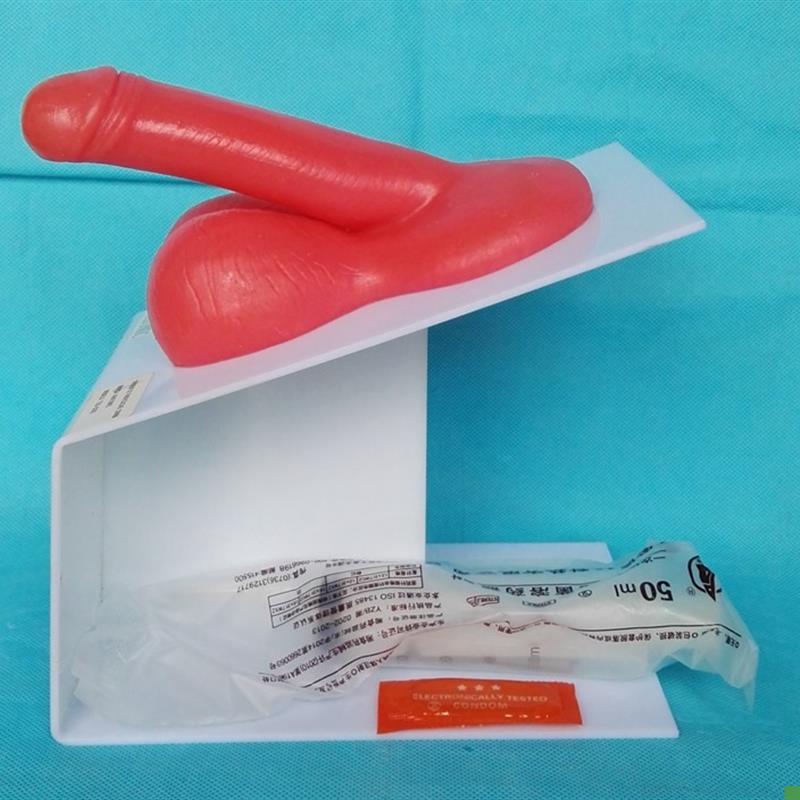 男性生殖器演示模型男性y生殖系统计生教学医用讲解展示