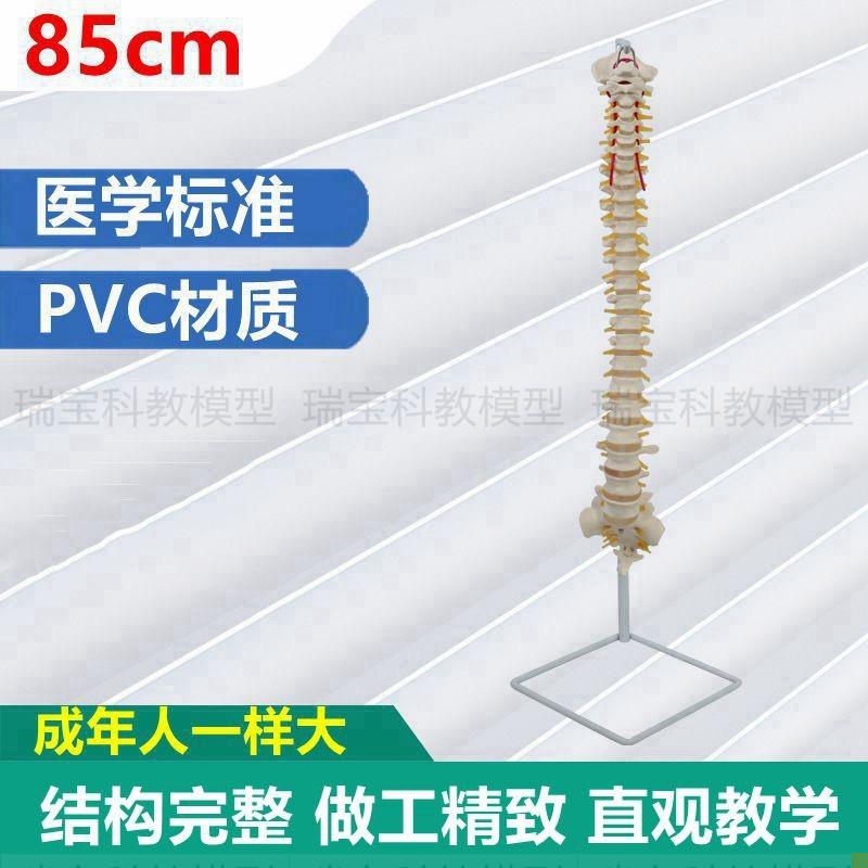 人体脊柱模型7节颈椎12s节胸椎5节腰椎自然弯曲正骨指压中医专用
