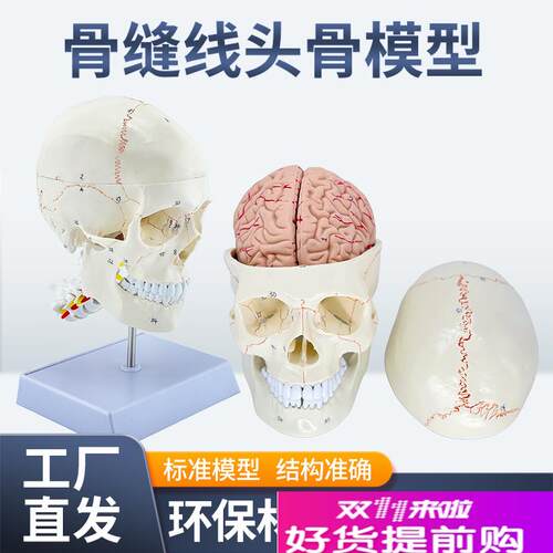 教学仿真1:1人体颅脑解剖标本骨缝线头骨附颈椎S医学大脑神经模型 - 封面