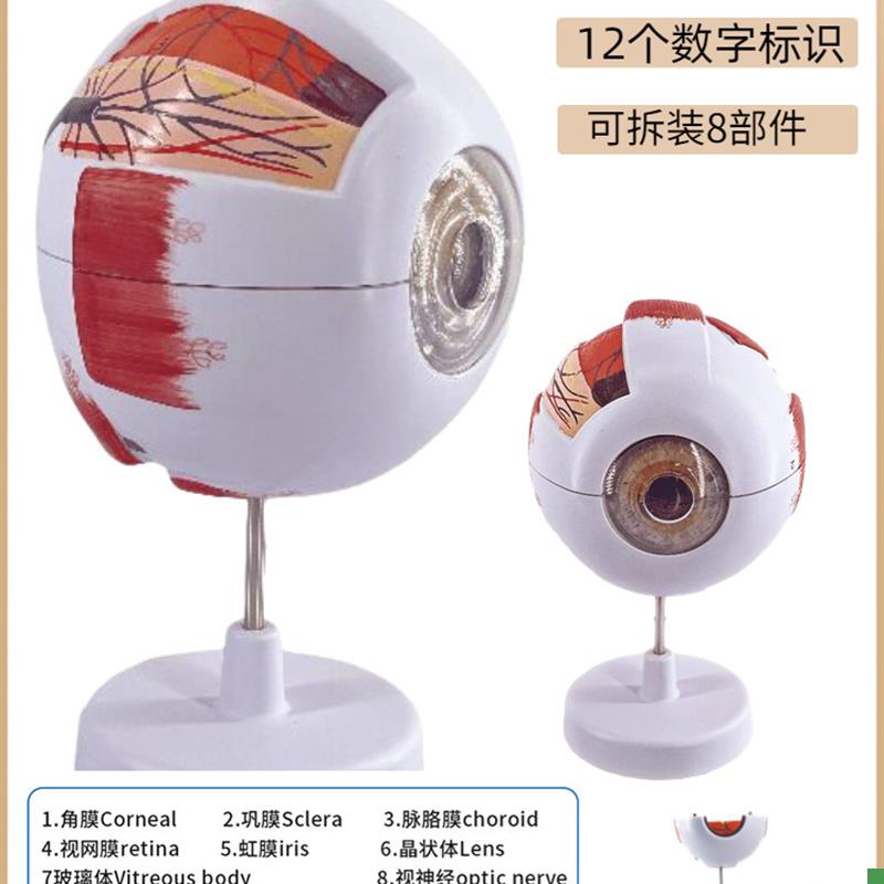 人眼球人工模型6倍放大眼结构解剖E眼模型教学仪器教学辅助医学