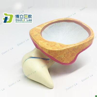 人体内耳迷路听小骨放大两倍鼓膜耳蜗模型耳鼻喉科医Z患沟通教具