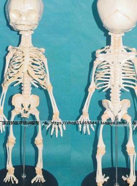 胎儿骨骼模型人体骨骼骨架模型骨骼教学模型TSMD0024