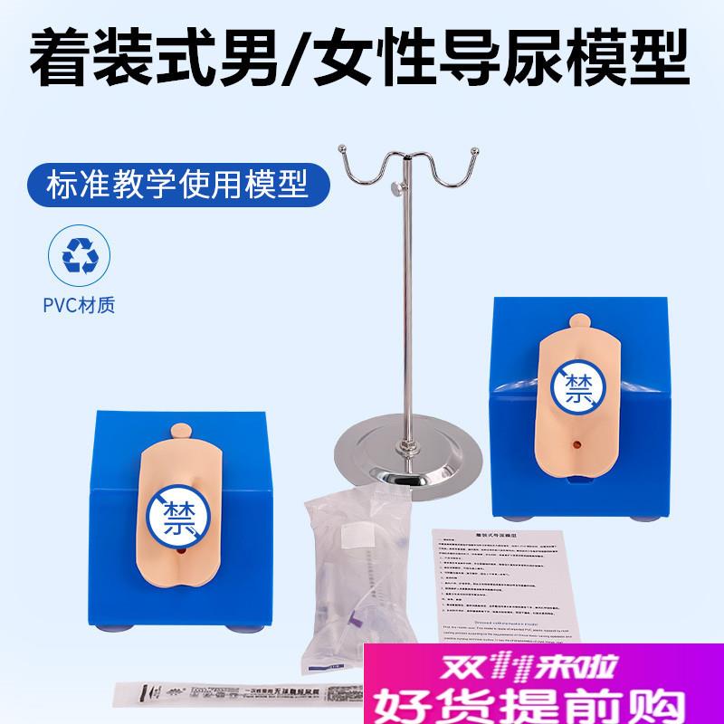 男性内外生殖器解剖及男性导尿模型I男性泌尿系统生殖系统模型