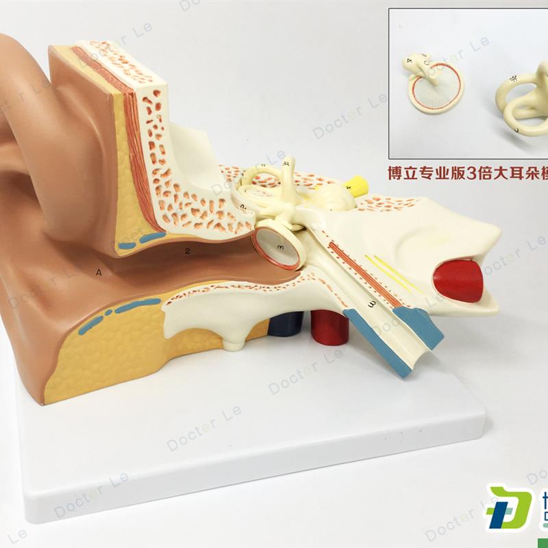 放大3倍耳解剖模型p人体耳朵模型内耳耳蜗半规管鼓膜颅骨底