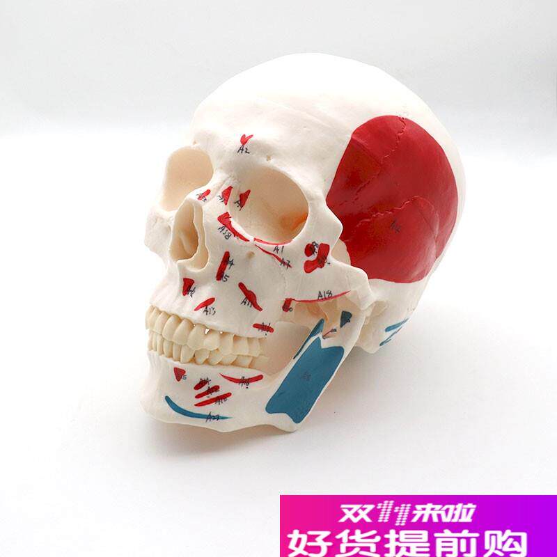 11附肌肉起f止点头骨颅骨模型带数字标识仿真人体可拆卸牙齿用具