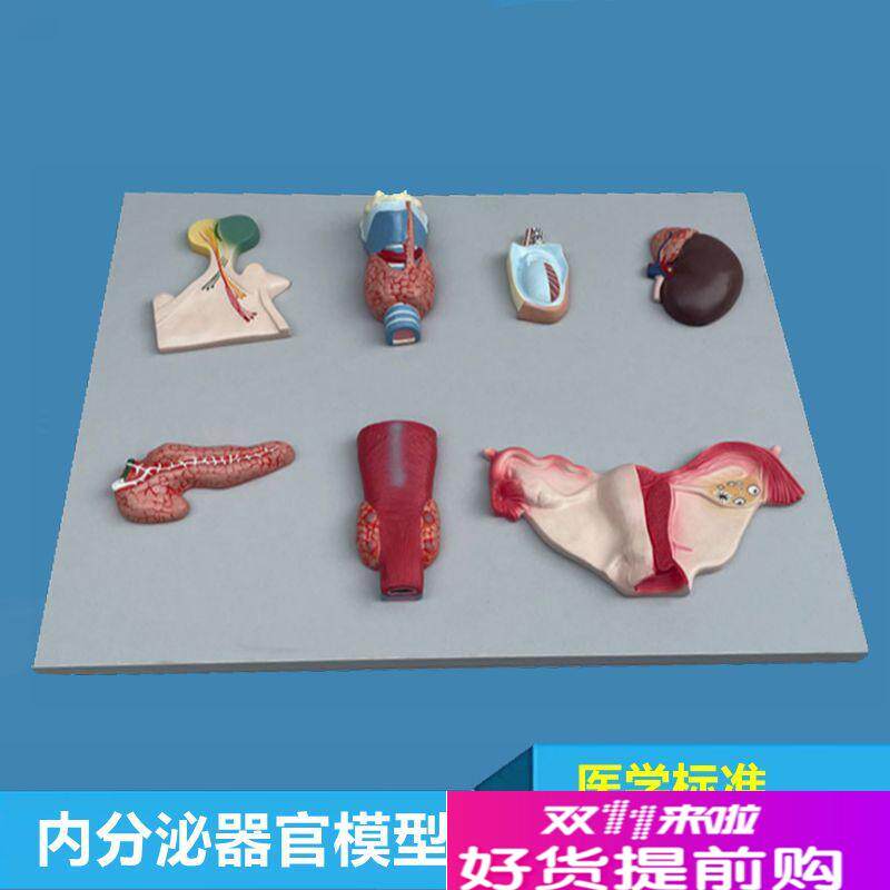 内分泌器官模型脑垂体甲状腺肾上腺睾丸胰腺卵巢医学生Z理医药促