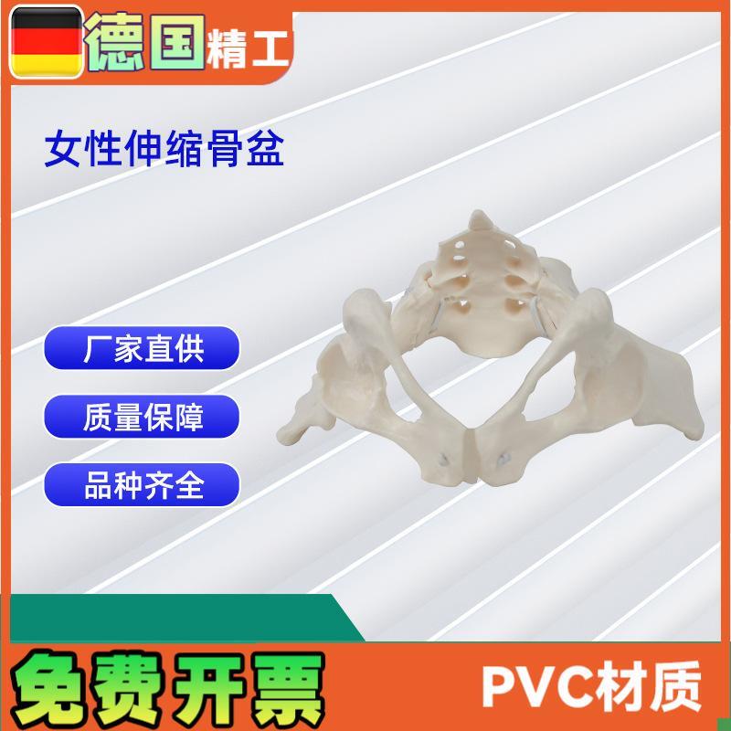 女性伸缩骨盆人体骨盆模型医学骨.骼教学模型
