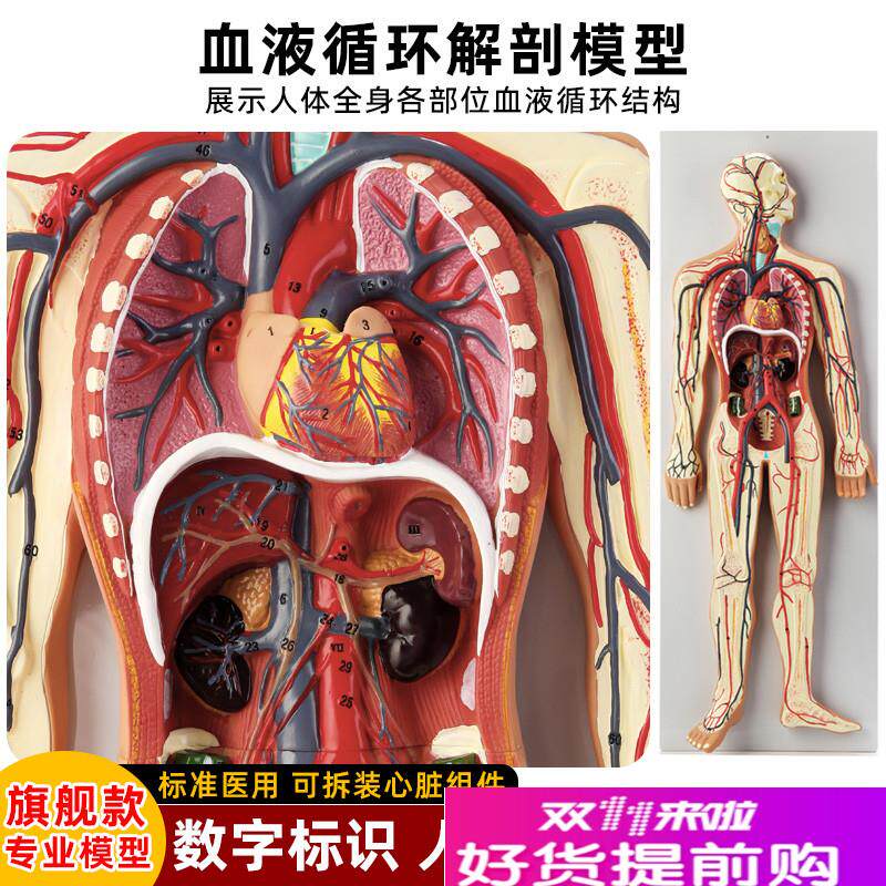 医学仿真人体血液循环系统模型心脏外科动脉O静脉神经血管解剖教