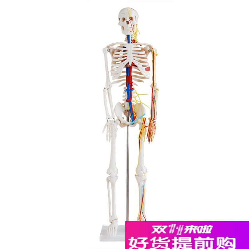 85cm人体全身k骨骼附主要血管和神经分布模型骨骼带心脏与血管模