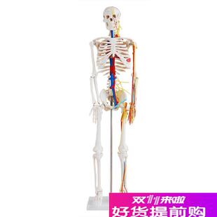 85cm人体全身k骨骼附主要血管和神经分布模型骨骼带心脏与血管模