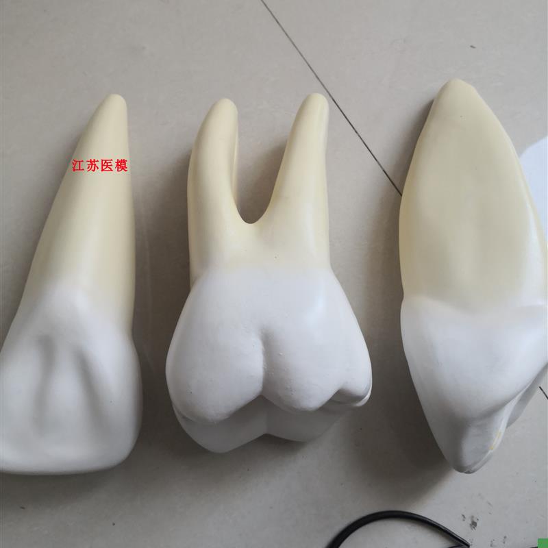 12倍放大牙解剖模型(3只/套)/牙齿模型XXC-305