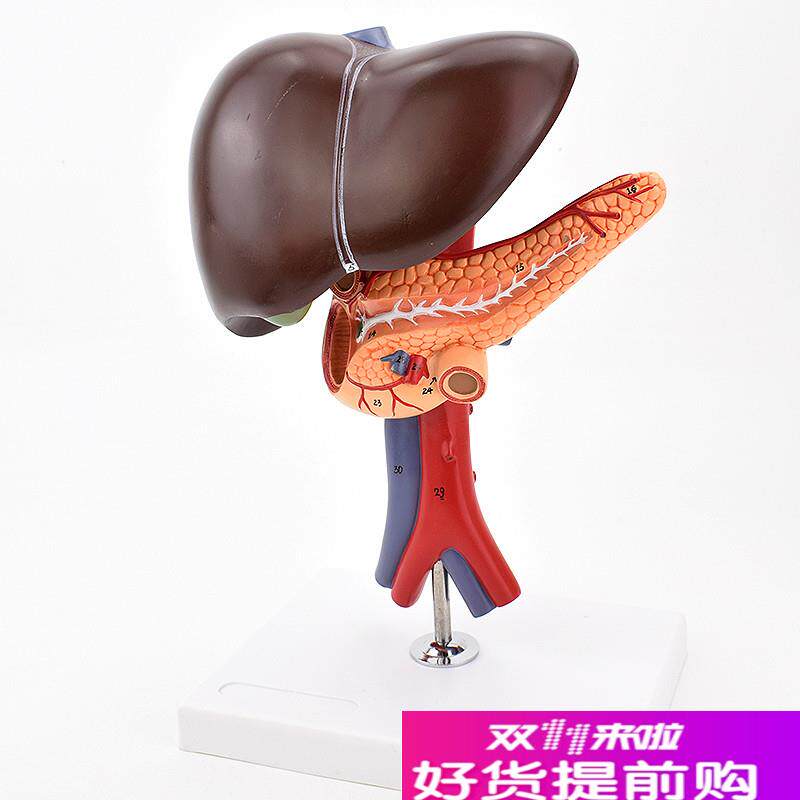 ENOVO颐诺肝胆胰十二指肠解剖腹腔主动脉静脉模型肝脏Y胰腺腔镜教
