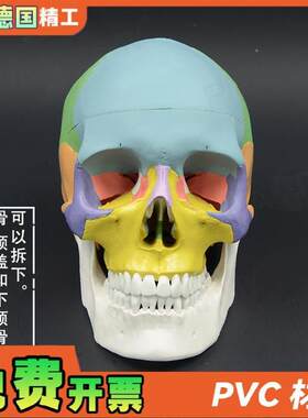 德国】成人彩色人体头颅骨模型拼装仿真骷髅P头骨教学美院美术牙