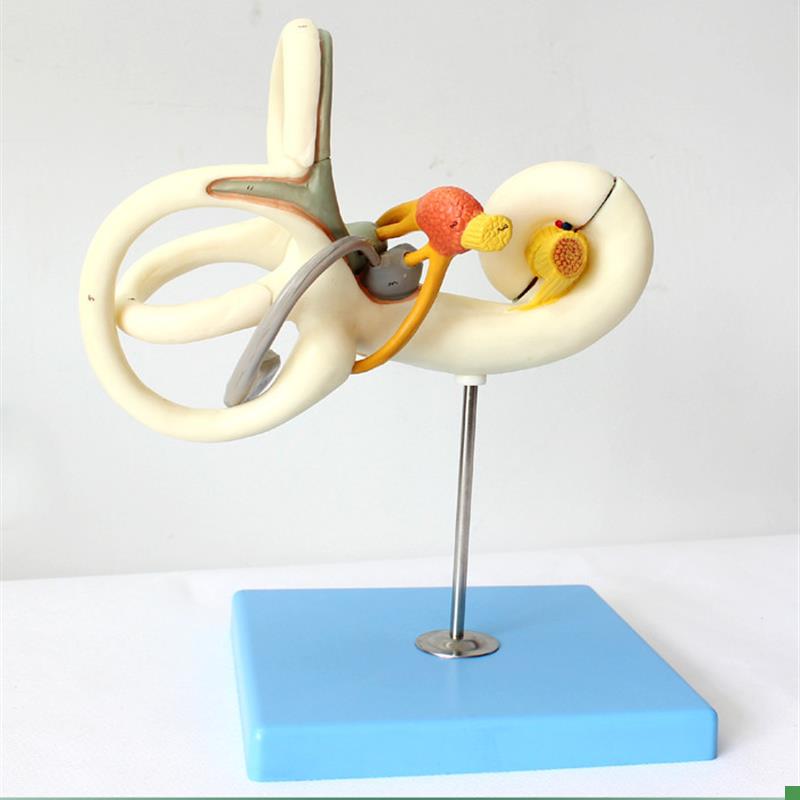 ENOVO颐诺人体内耳迷路半规管放大模型听觉系统耳鼻喉.科五官神经