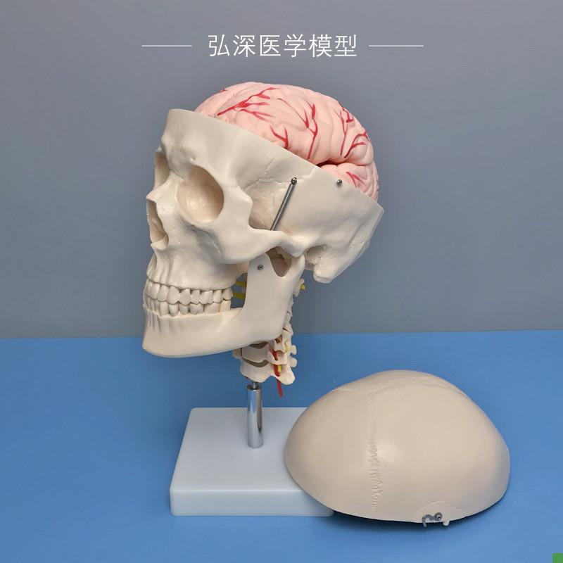 人体头颅骨模型头部骨骼颈椎颈动脉大脑解剖可拆活V动医学教学模