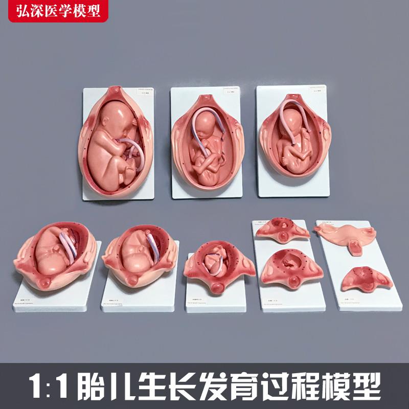 胎儿生长发育过程模型女性怀孕妊B娠十月分娩妇幼保健妇产科学1比