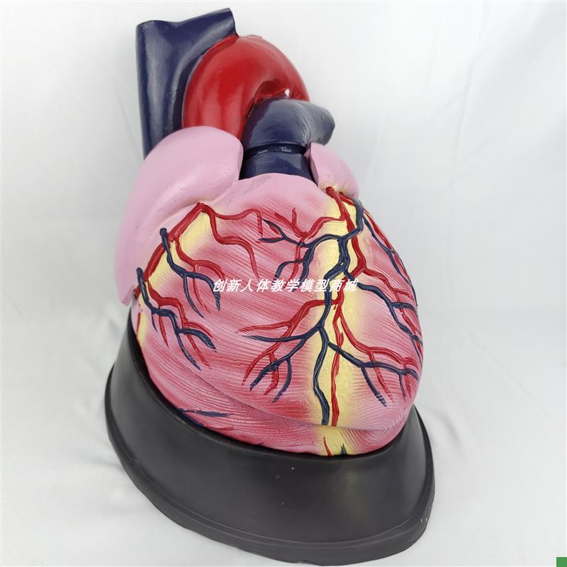 大号人体心脏解剖模型五倍可拆y卸器官内脏B超彩超医学用教学玩具