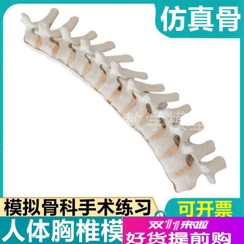 人体颈椎模c型仿真骨Sawbones骨科手术练习用假骨头脊柱胸椎腰椎