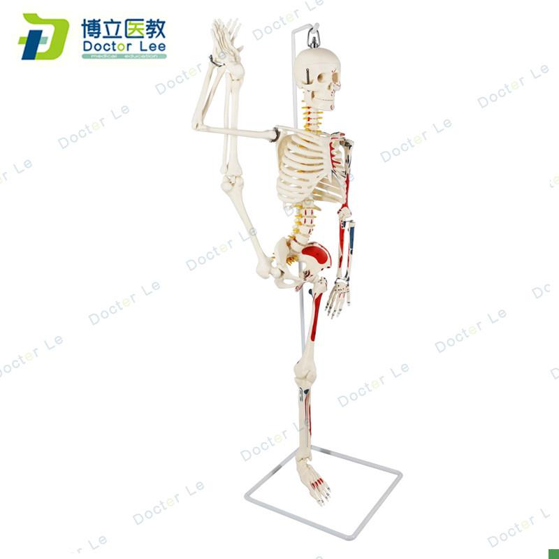 85cmb人体骨架模型肌肉起止点瑜伽教学脊柱可弯曲关节可活动