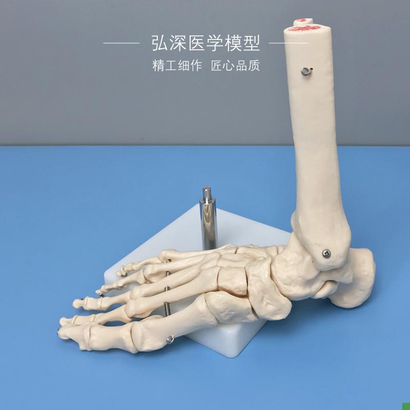 脚骨模型人体脚踝关节脚掌部骨骼解剖结构活动足骨科医.学教学模