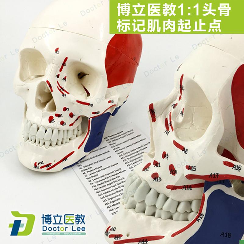 艺用医用标准骷髅头骨附肌肉起止点头颅O骨标本模型肌肉着色