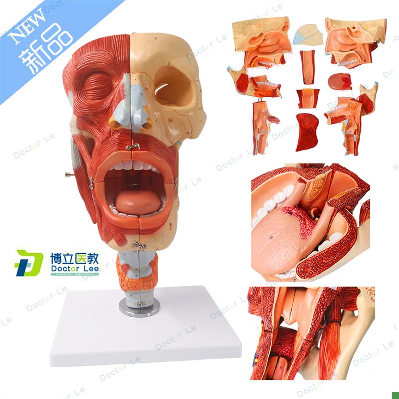 鼻口咽喉腔模型舌头颈部喉腔肌肉神经血管耳鼻喉专科解.部声乐教