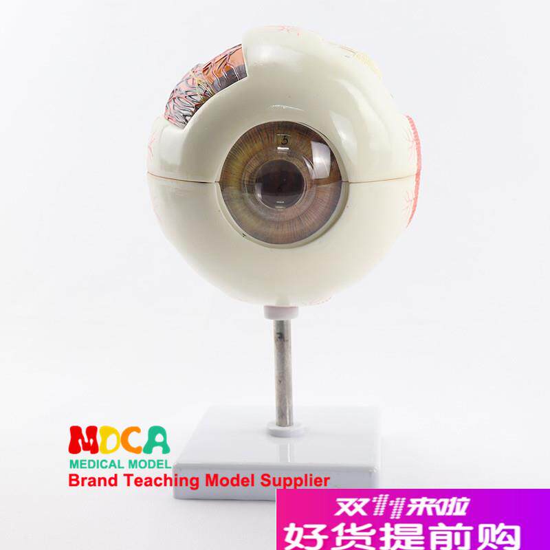 6倍放大a拆解6部件眼p球解剖模型晶状体瞳孔视力矫正医学教学MYQ0