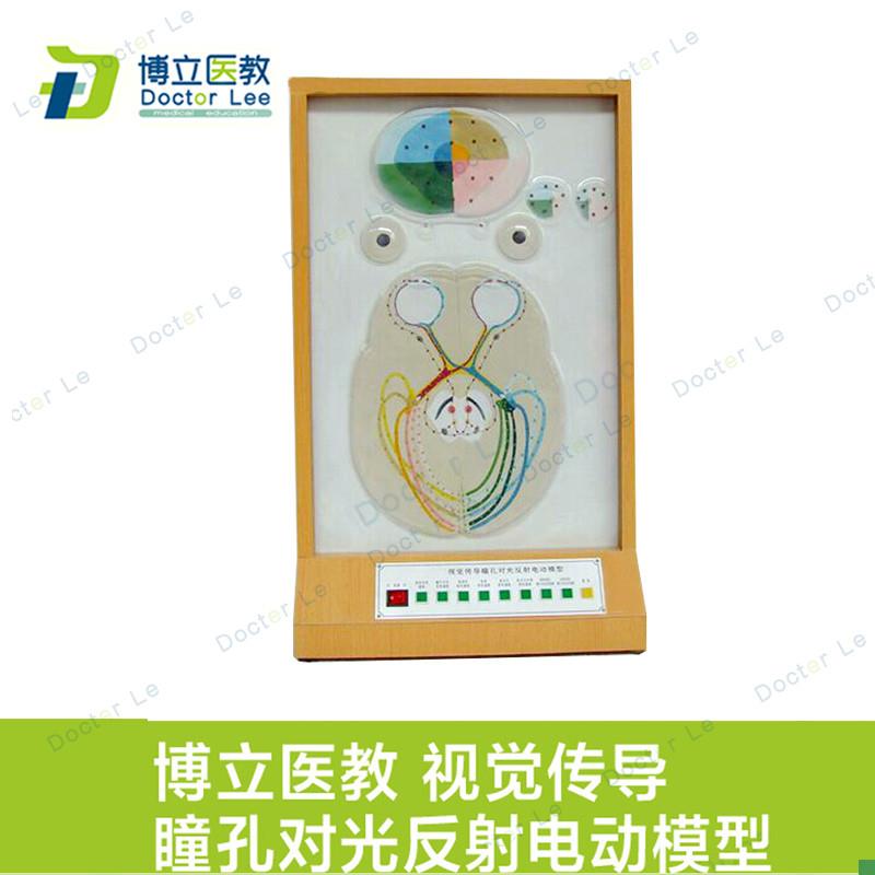 视觉传导瞳孔f对光反射电动模型眼科模型眼睛视觉成像原理展示