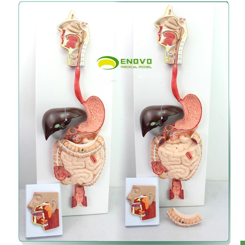 ENOVO颐诺医学m人体消化系统模型化道腺消化内科解剖结构器官教具
