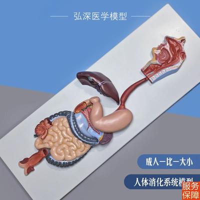 人体消化系统模型胃肠肝胆囊解剖结构消化内科学教学道具医学模具