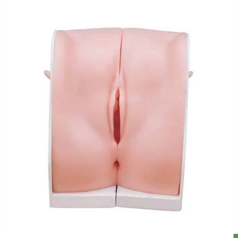 妇科避孕指导模型L上环练习模具