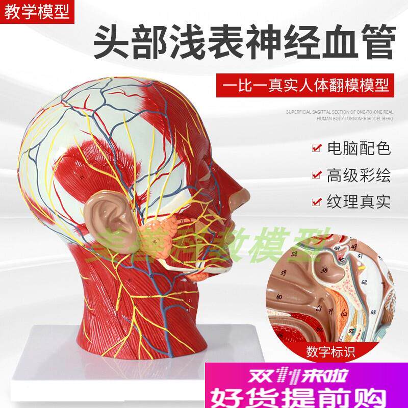 人体头面部附脑血管神经模型x颈部解剖学面部神经血管肌肉结构模