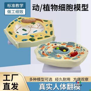 动物植物细胞模型显微结构解剖模型H细胞膜细胞质细胞核线粒体