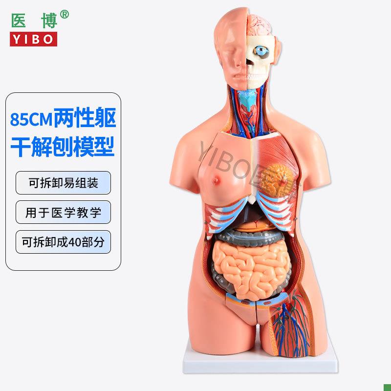 85CM两性躯干解刨模型可拆卸40件男女w性躯干及内脏器官拆卸模型