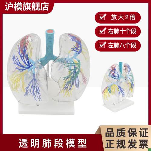 沪模HM/XC330透明肺段模型肺v部解剖示教人体解剖学气管教具支气