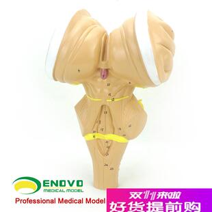 ENOVO颐诺脑j干放大模型脑干延髓脑桥中脑神经医学用大脑模型系
