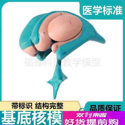 基底核模b型神经节丘脑间脑人体大脑解剖可拆卸带标识中枢系统医