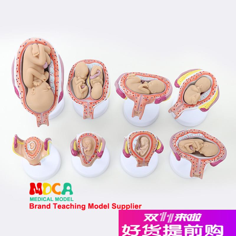 妊娠胚胎发育模型胎教妇q科模型婴儿胎儿发育过程医学教学MPT004