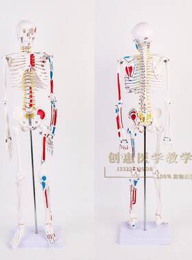 美术艺用医学标准85CM人体骨C骼模型椎键盘骨骼骨架教学模型